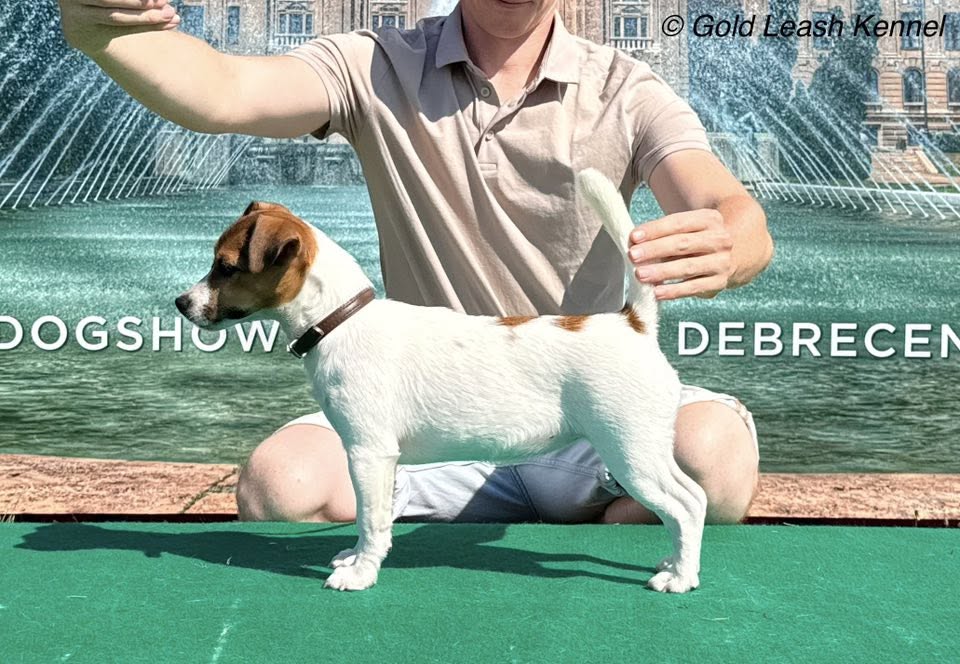 Gold Leash Quality Quinta