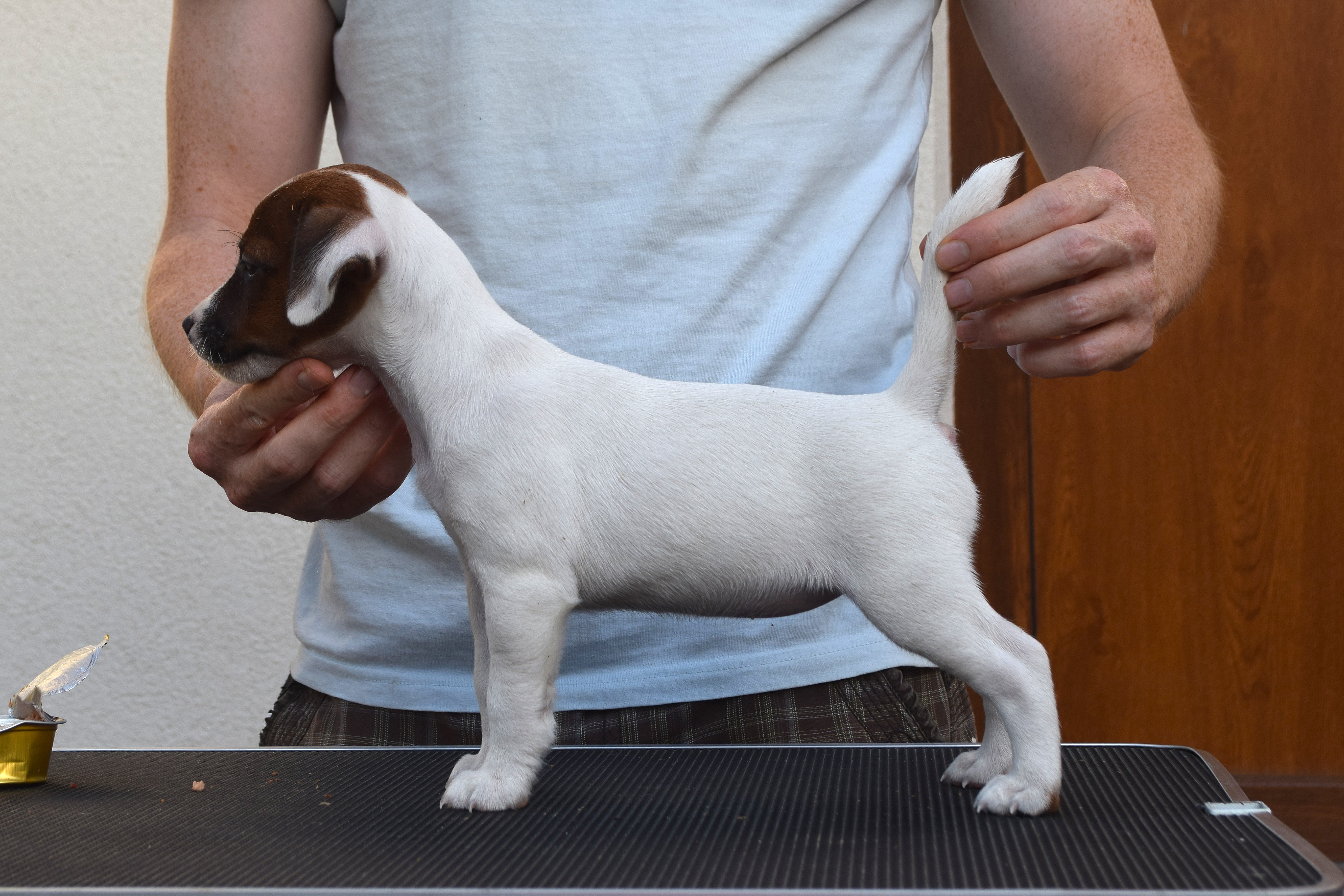Willow (Reserved - Norway)